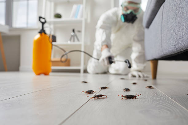 Commercial Kitchen Cockroach Control in Coal Fork